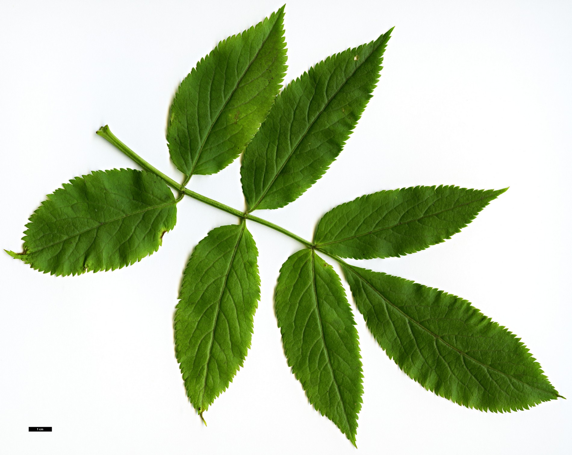 High resolution image: Family: Adoxaceae - Genus: Sambucus - Taxon: lanceolata